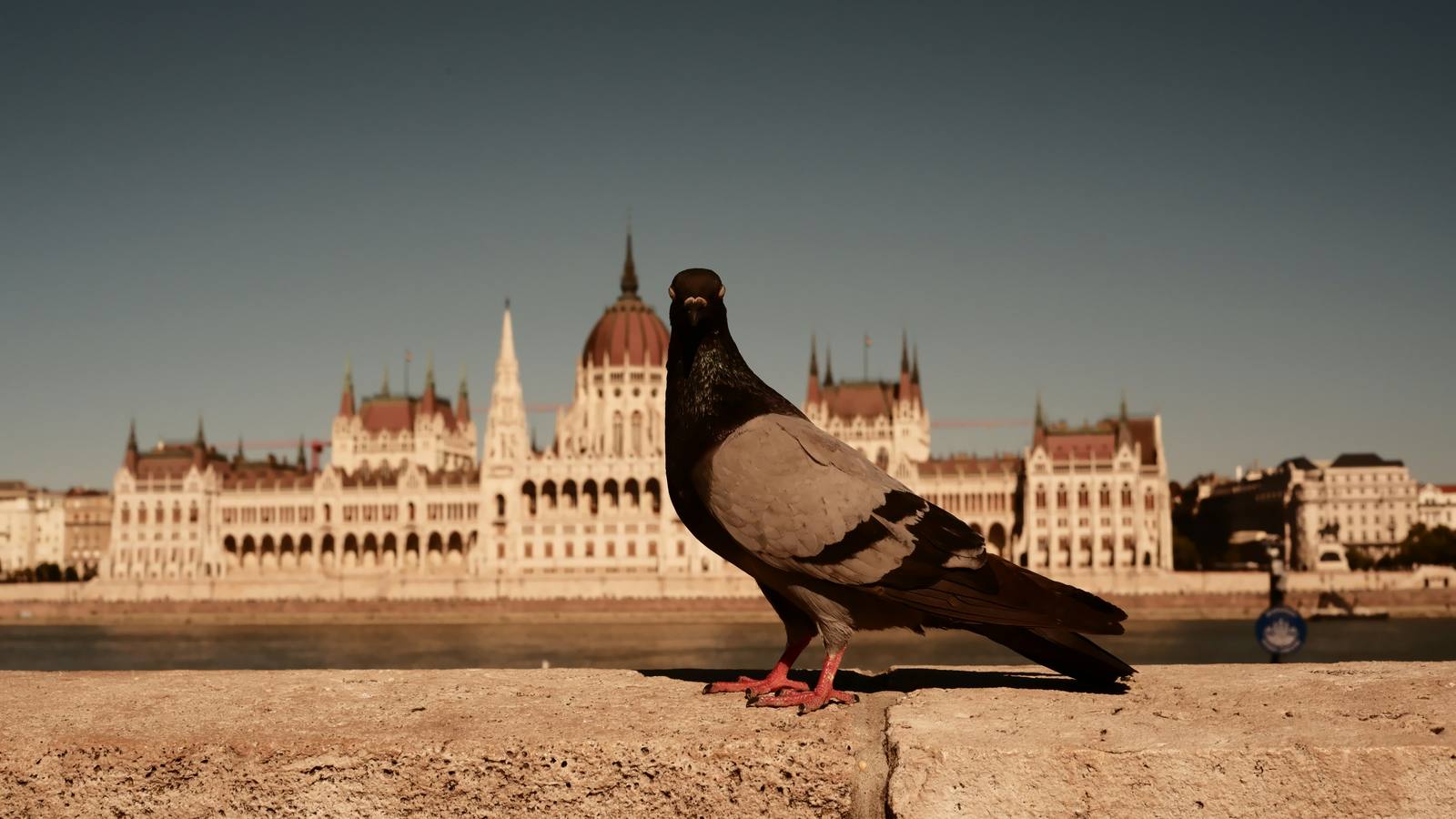 A pigeon in Budapest with the Hungarian Parliament building blurred in the background